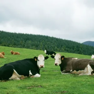 CATTLE - Cows lying down and chewing cud CATTLE - Cows lying down and chewing cud