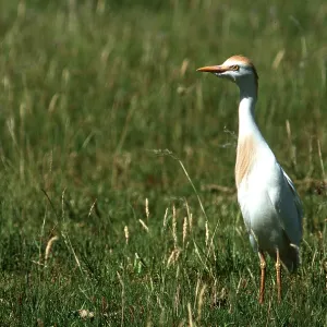 CATTLE EGRET - in pampas CATTLE EGRET - in pampas