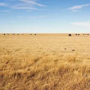 Cattle - grazing on Prairie on Texas Panhandle Cattle - grazing on Prairie on Texas Panhandle