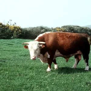 CATTLE - Hereford Bull CATTLE - Hereford Bull