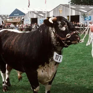 CATTLE - Holstein Bull - At show CATTLE - Holstein Bull - At show