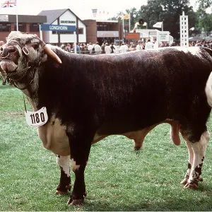 CATTLE - HOLSTEIN BULL CATTLE - HOLSTEIN BULL