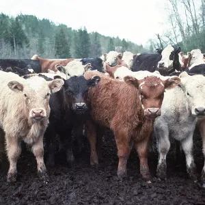 CATTLE - Rounding up calves for ear tagging CATTLE - Rounding up calves for ear tagging