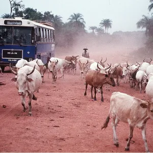 CATTLE - IN STREET CATTLE - IN STREET