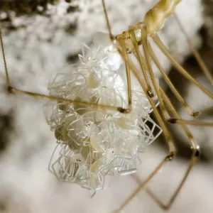Cellar spider - female holding newly hatched spiderlings - U Cellar spider - female holding newly hatched spiderlings - U