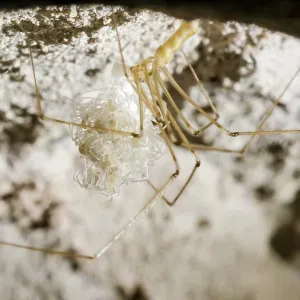 Cellar spider - female holding newly hatched spiderlings - U Cellar spider - female holding newly hatched spiderlings - U
