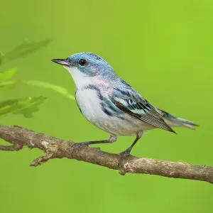 Cerulean Warbler on breeding terriroty in spring Cerulean Warbler on breeding terriroty in spring