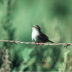 CETTIS WARBLER - singing on barbed wire