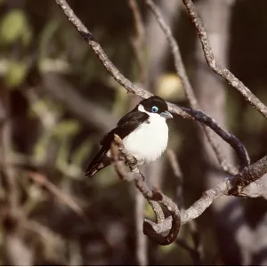 CHABERT'S VANGA BIRD - on branch CHABERT'S VANGA BIRD - on branch