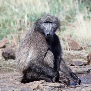 CHACMA BABOON - sitting CHACMA BABOON - sitting