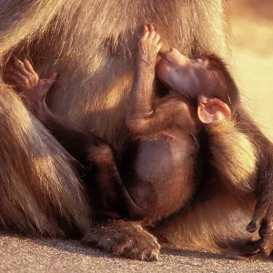 Chacma Baboon - suckling baby Chacma Baboon - suckling baby