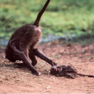 CHACMA BABOON - Young baboon bullies baby baboon CHACMA BABOON - Young baboon bullies baby baboon
