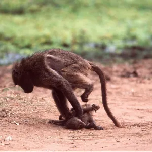 CHACMA BABOON - Young baboon bullies baby baboon CHACMA BABOON - Young baboon bullies baby baboon