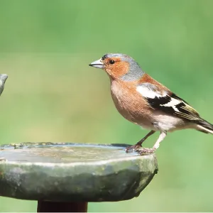 CHAFFINCH - AT BIRD BATH CHAFFINCH - AT BIRD BATH