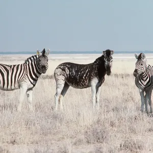 Chapman's Zebra - with melanistic mare Chapman's Zebra - with melanistic mare