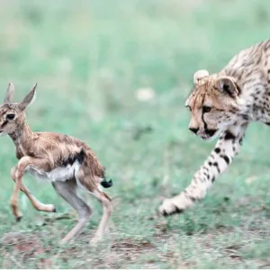 CHEETAH - 6 month old cub learning to hunt, chasing