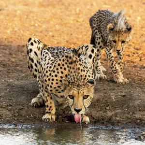 Cheetah adult with cub drinking from water hole