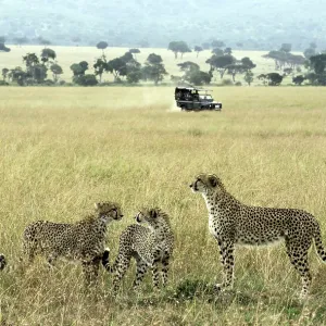 Cheetah adult female with cubs on lookout with safari