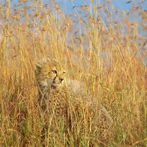 Cheetah - cub half-hidden in tall dry grass