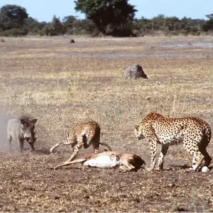 CHEETAH - Defending Impala kill from Warthog CHEETAH - Defending Impala kill from Warthog
