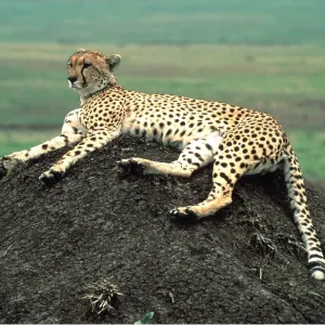 CHEETAH - Female on termite mound