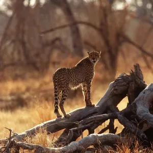 CHEETAH - looking for prey CHEETAH - looking for prey