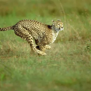 Cheetah - running