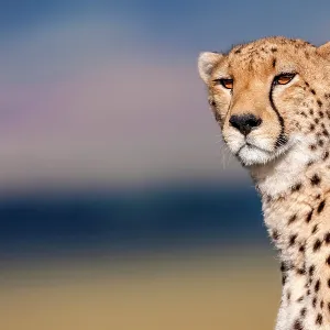 Cheetah scanning the environment in Masai Mara Cheetah scanning the environment in Masai Mara
