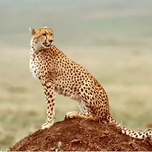 CHEETAH - sitting on termite mound