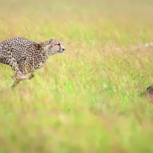 Cheetah sprinting to hunt a gazelle in Masai Mara Cheetah sprinting to hunt a gazelle in Masai Mara
