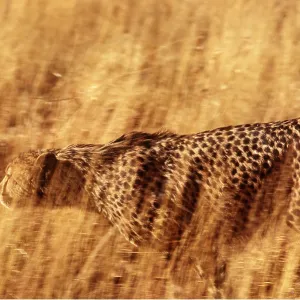 CHEETAH - stalking in long grass CHEETAH - stalking in long grass