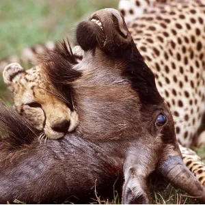 Cheetah suffocating Wildebeest / Gnu