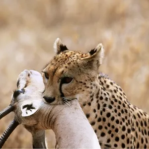 Cheetah & Thomson's Gazelle Kill - throat holding kill