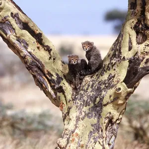 CHEETAH - x two cubs in Fever Tree