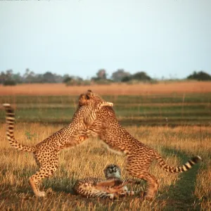 CHEETAH - x two fighting CHEETAH - x two fighting