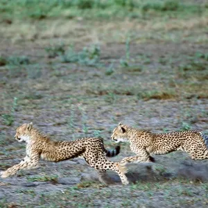 CHEETAH - x two, chasing each other CHEETAH - x two, chasing each other