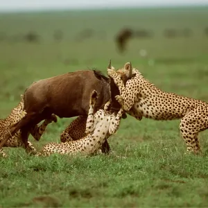 CHEETAHS - catching young Wildebeest / Gnu