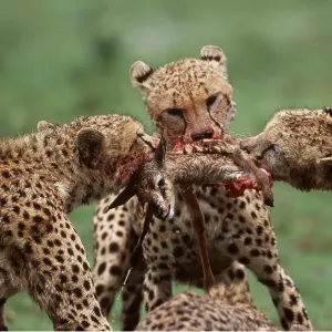 Cheetahs - x three young, learning to kill, tussling