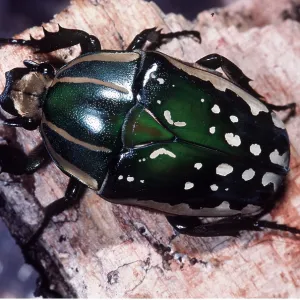 CHELORRHINA BEETLE CHELORRHINA BEETLE