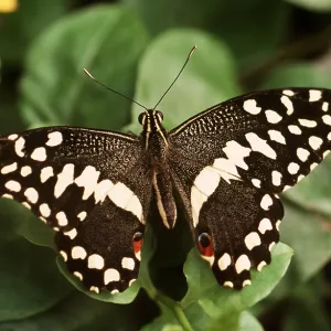 Chequered / Lime Swallowtail Butterfly Chequered / Lime Swallowtail Butterfly