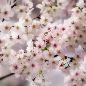 Cherry Cherry