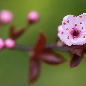 Cherry plum, Prunus cerasifera Nigra, Pink subject Cherry plum, Prunus cerasifera Nigra, Pink subject