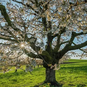 Cherry Tree Blossom (Prunus avium) Kirschbaum, S Cherry Tree Blossom (Prunus avium) Kirschbaum, S