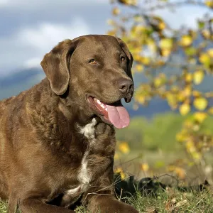 Chesapeake Bay Retriever laying on grass, portrait Chesapeake Bay Retriever laying on grass, portrait