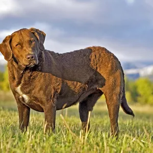 Chesapeake Bay Retriever standing in field, watching Chesapeake Bay Retriever standing in field, watching