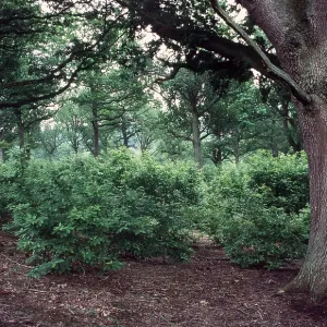 CHESNUT COPPICE - with Oak Standards CHESNUT COPPICE - with Oak Standards