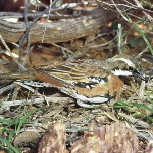 Chestnut-breasted Quail-thrush Chestnut-breasted Quail-thrush