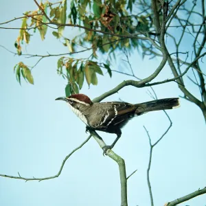 Chestnut-crowned Babbler Chestnut-crowned Babbler