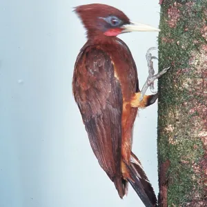 CHESTNUT WOODPECKER - on tree trunk