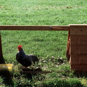 CHICKEN - BANTAM COCK IN HUTCH CHICKEN - BANTAM COCK IN HUTCH